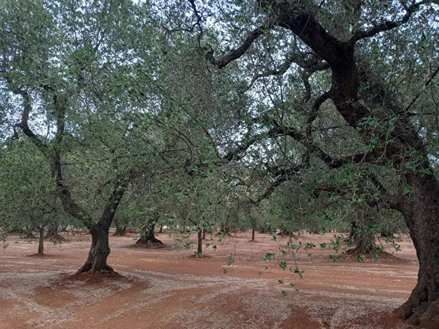 Immagine 25 di Rustico / casale in vendita  in C.da Casieddi a Ostuni