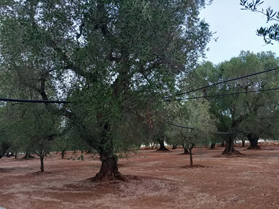 Immagine 26 di Rustico / casale in vendita  in C.da Casieddi a Ostuni