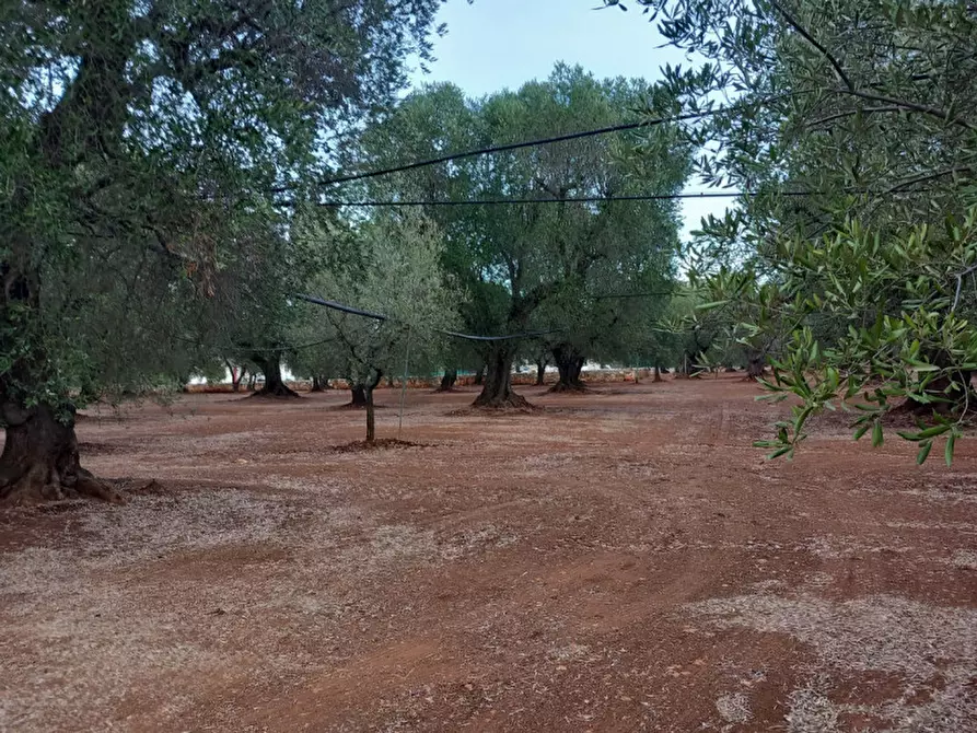 Immagine 27 di Rustico / casale in vendita  in C.da Casieddi a Ostuni