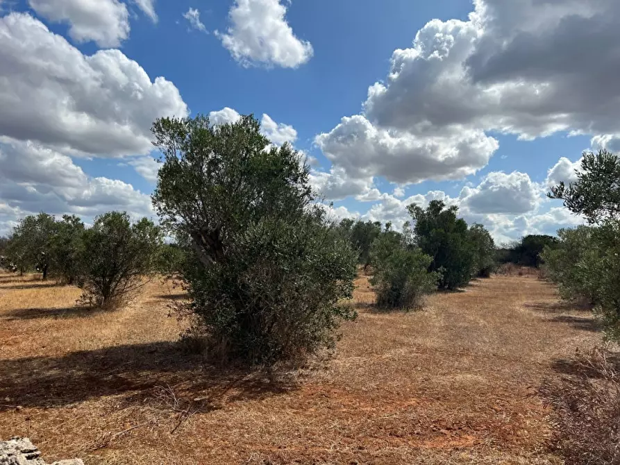 Immagine 2 di Terreno in vendita  in Contrada Monnittola a Gallipoli