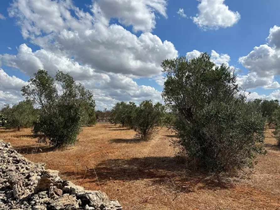 Immagine 3 di Terreno in vendita  in Contrada Monnittola a Gallipoli