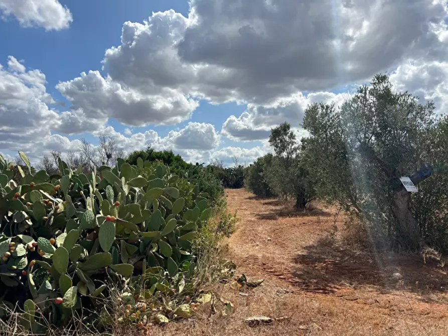 Immagine 4 di Terreno in vendita  in Contrada Monnittola a Gallipoli