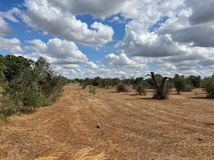 Immagine 7 di Terreno in vendita  in Contrada Monnittola a Gallipoli