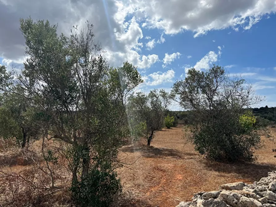 Immagine 10 di Terreno in vendita  in Contrada Monnittola a Gallipoli