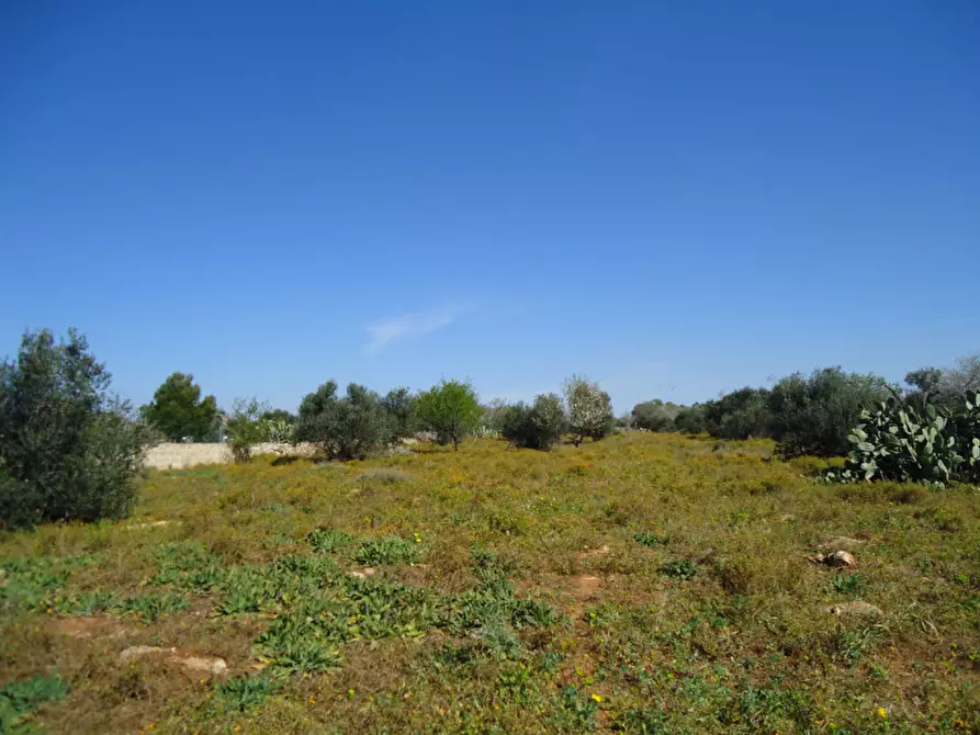 Immagine 5 di Terreno in vendita  in Via Bove Dei Beneficati a Taviano