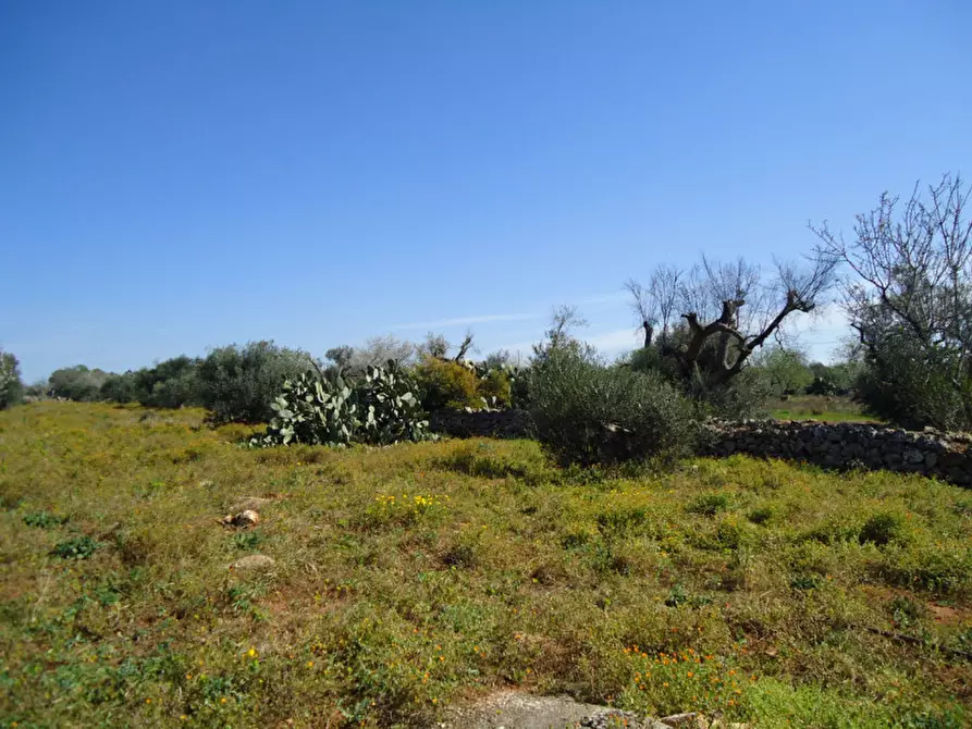 Immagine 6 di Terreno in vendita  in Via Bove Dei Beneficati a Taviano