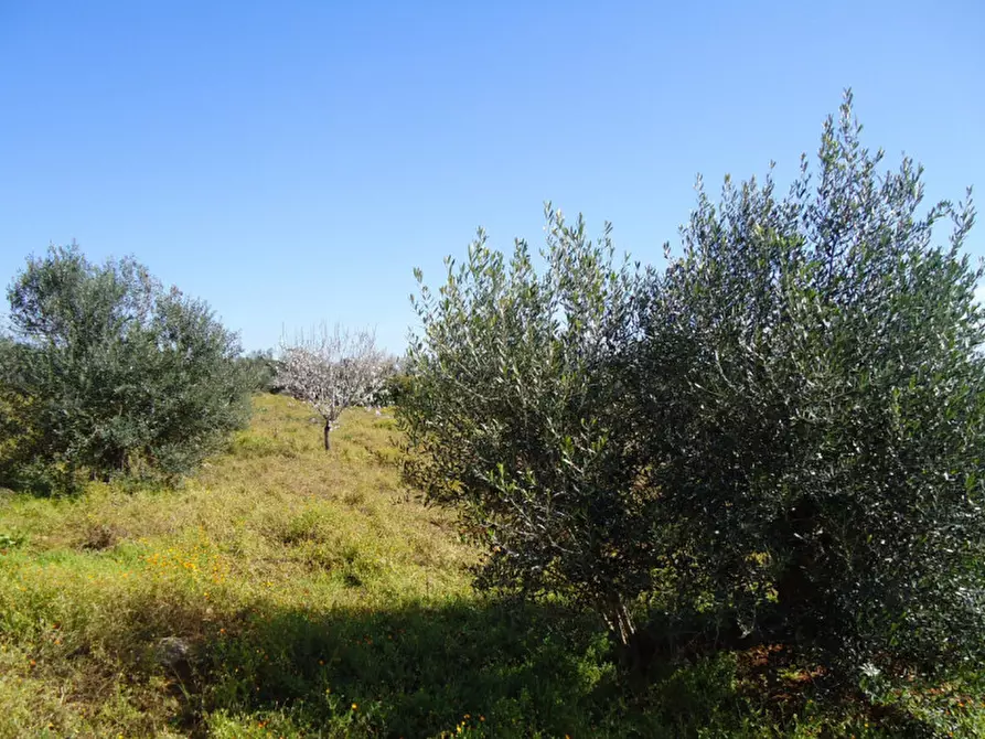 Immagine 7 di Terreno in vendita  in Via Bove Dei Beneficati a Taviano