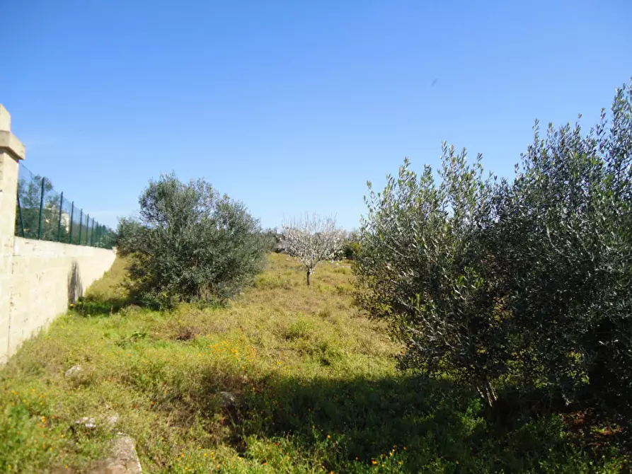 Immagine 10 di Terreno in vendita  in Via Bove Dei Beneficati a Taviano