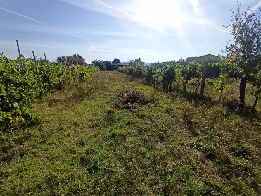 Immagine 2 di Terreno in vendita  in Località Carraia a Castiglione Del Lago