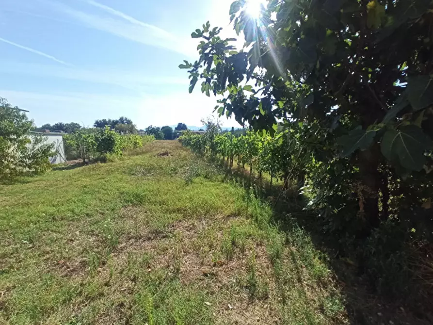 Immagine 3 di Terreno in vendita  in Località Carraia a Castiglione Del Lago