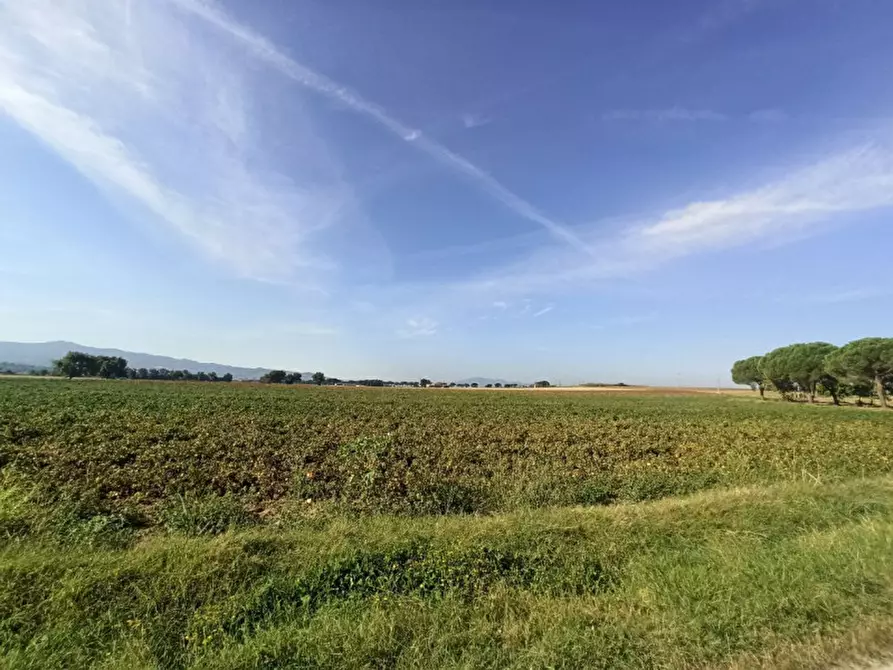 Immagine 6 di Terreno in vendita  in Località Carraia a Castiglione Del Lago