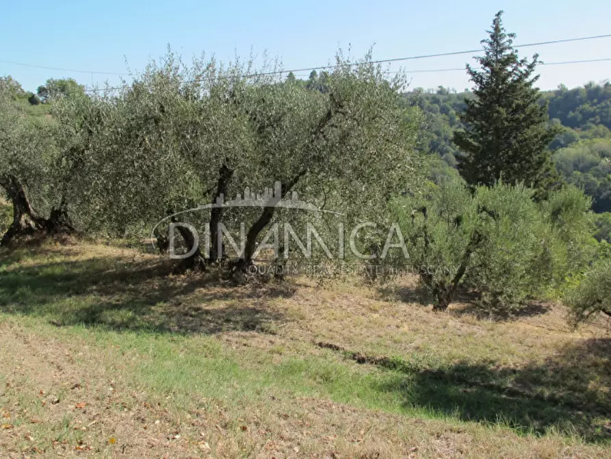 Immagine 5 di Rustico / casale in vendita  a Palaia