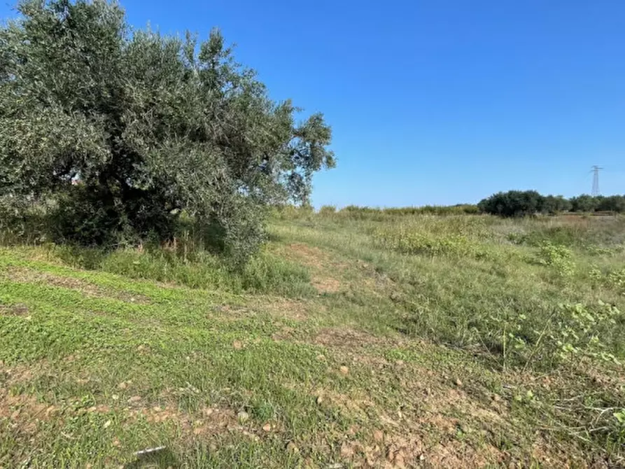 Immagine 3 di Terreno in vendita  in contrada campo a Partinico