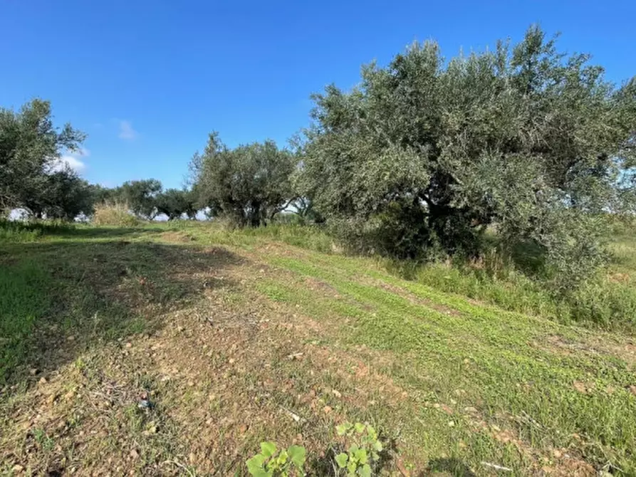 Immagine 4 di Terreno in vendita  in contrada campo a Partinico