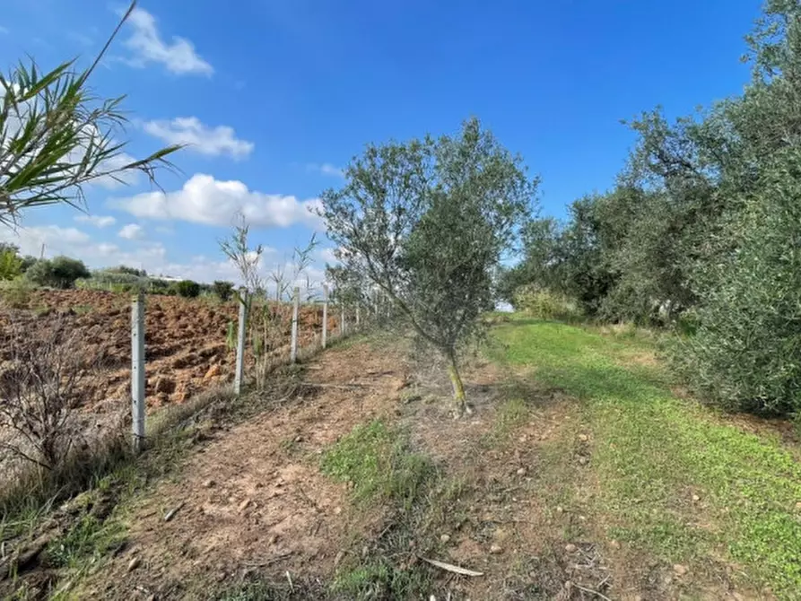 Immagine 5 di Terreno in vendita  in contrada campo a Partinico