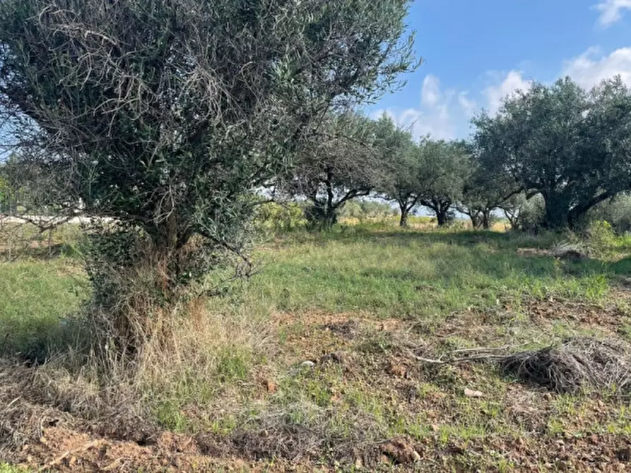 Immagine 9 di Terreno in vendita  in contrada campo a Partinico