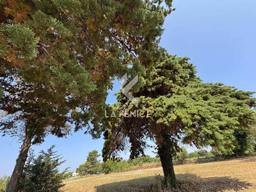 Immagine 35 di Rustico / casale in vendita  in Strada Casette del vento a Martina Franca