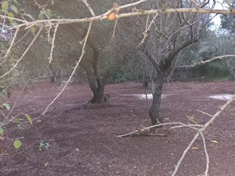 Immagine 20 di Rustico / casale in vendita  in C.da Ulmo a Ceglie Messapico
