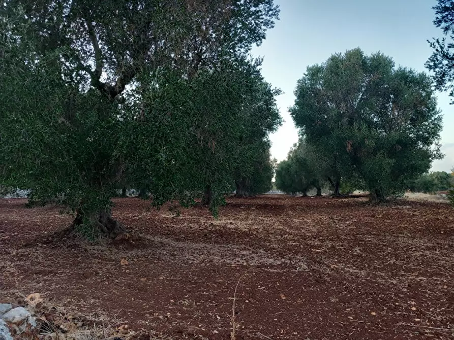 Immagine 25 di Rustico / casale in vendita  in C.da San Benedetto a Ostuni