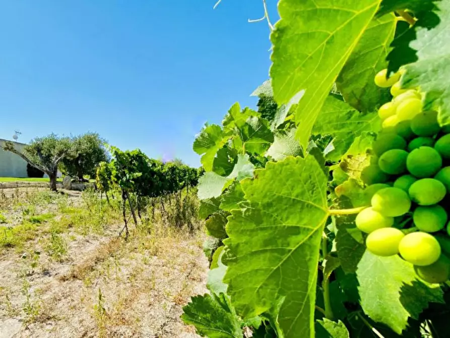Immagine 7 di Villa in vendita  in Contrada Bonivini a Noto