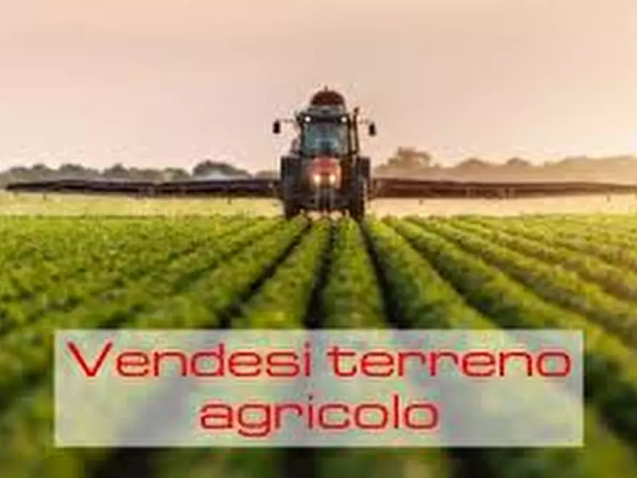 Immagine 2 di Terreno in vendita  in Strada Provinciale 87 a Taglio Di Po