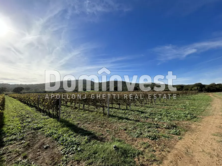 Immagine 3 di Rustico / casale in vendita  in Strada Valmarina a Capalbio