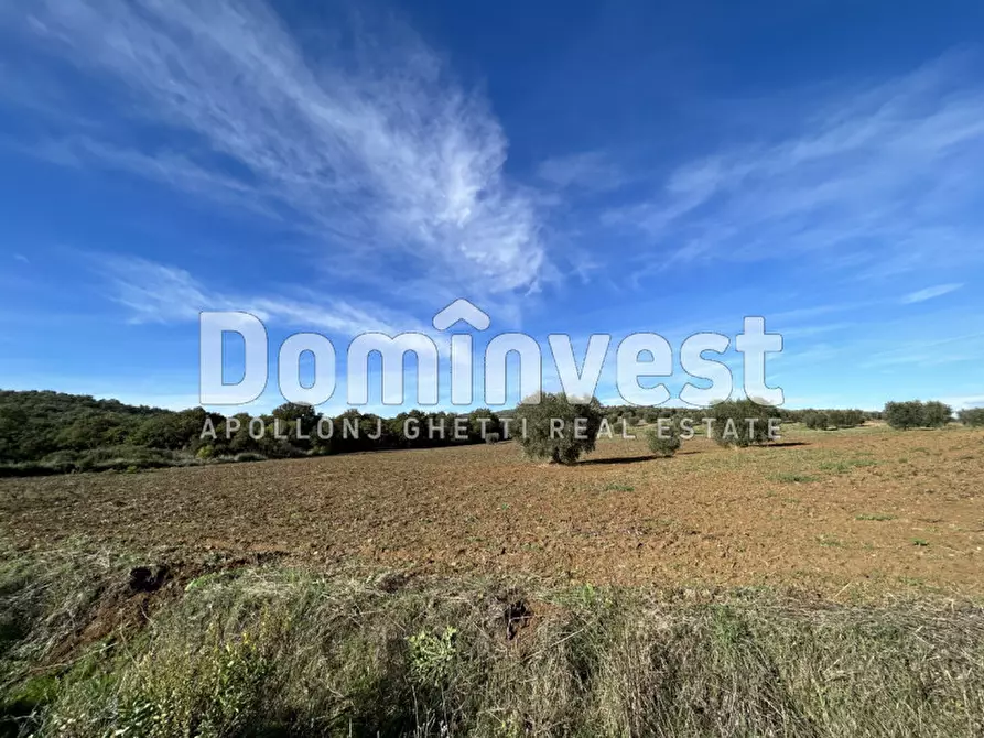 Immagine 5 di Rustico / casale in vendita  in Strada Valmarina a Capalbio