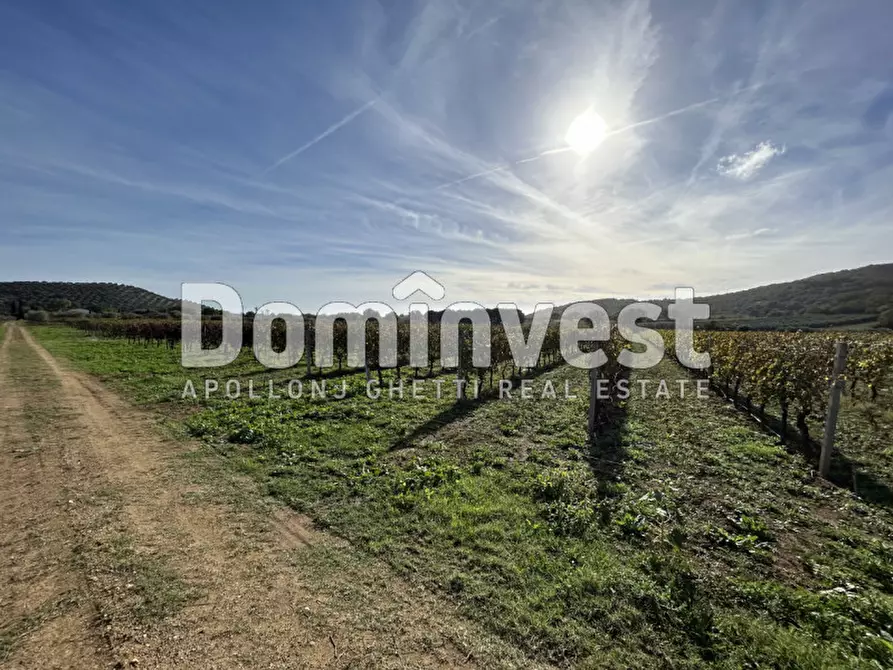 Immagine 6 di Rustico / casale in vendita  in Strada Valmarina a Capalbio