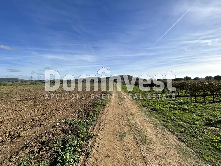 Immagine 8 di Rustico / casale in vendita  in Strada Valmarina a Capalbio