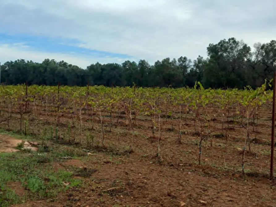 Immagine 8 di Rustico / casale in vendita  in C.da Donna Annella a Francavilla Fontana