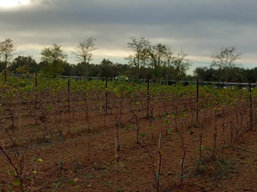 Immagine 9 di Rustico / casale in vendita  in C.da Donna Annella a Francavilla Fontana