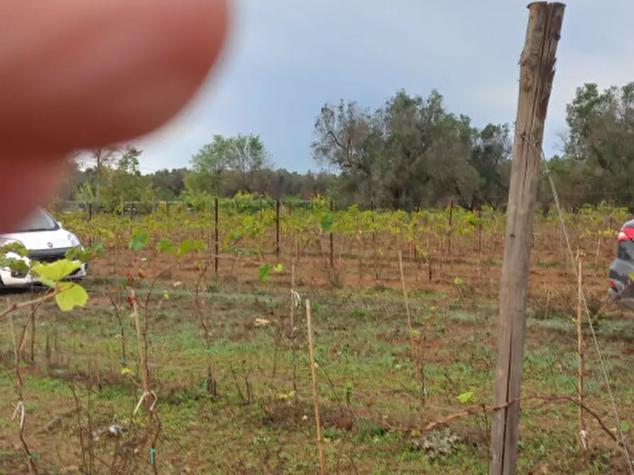 Immagine 10 di Rustico / casale in vendita  in C.da Donna Annella a Francavilla Fontana