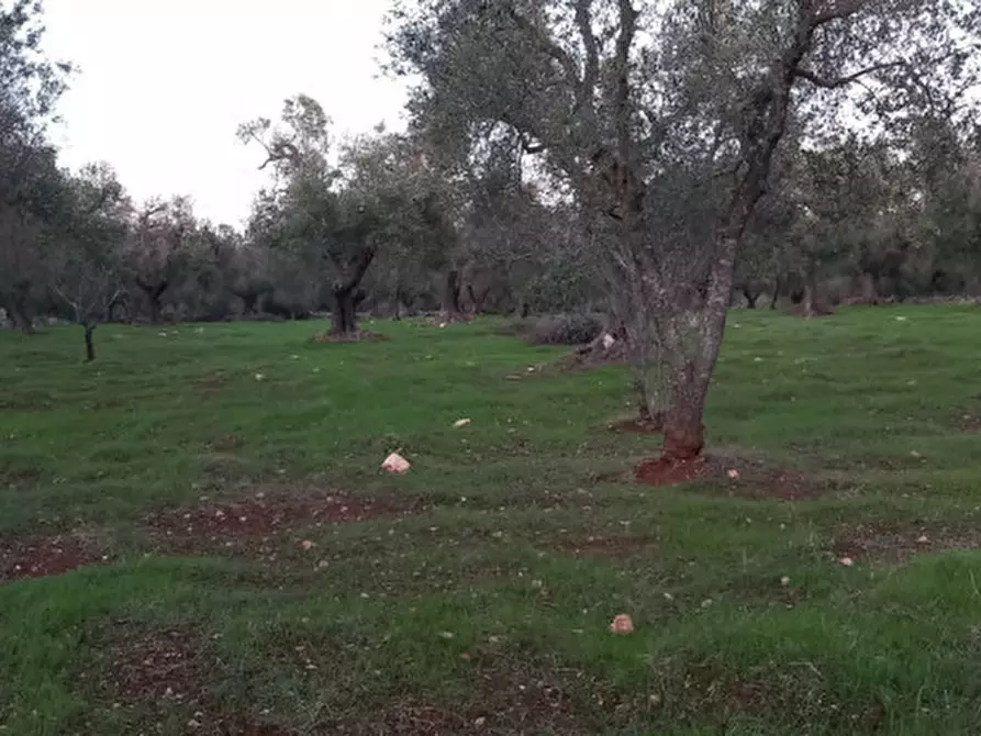 Immagine 24 di Rustico / casale in vendita  in C.da Sardella a San Michele Salentino