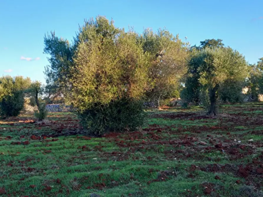 Immagine 5 di Rustico / casale in vendita  in C.da Deserto a Carovigno