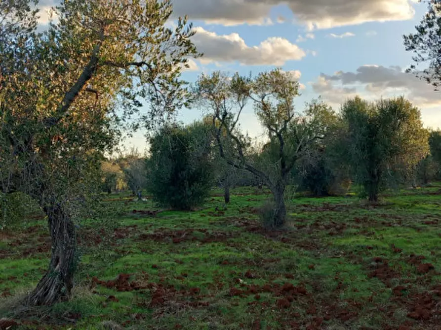 Immagine 6 di Rustico / casale in vendita  in C.da Deserto a Carovigno
