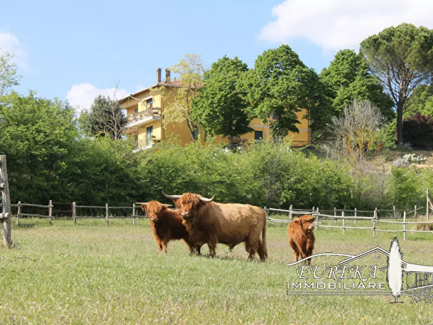 Immagine 7 di Agriturismo in vendita  in orvieto località capretta a Orvieto