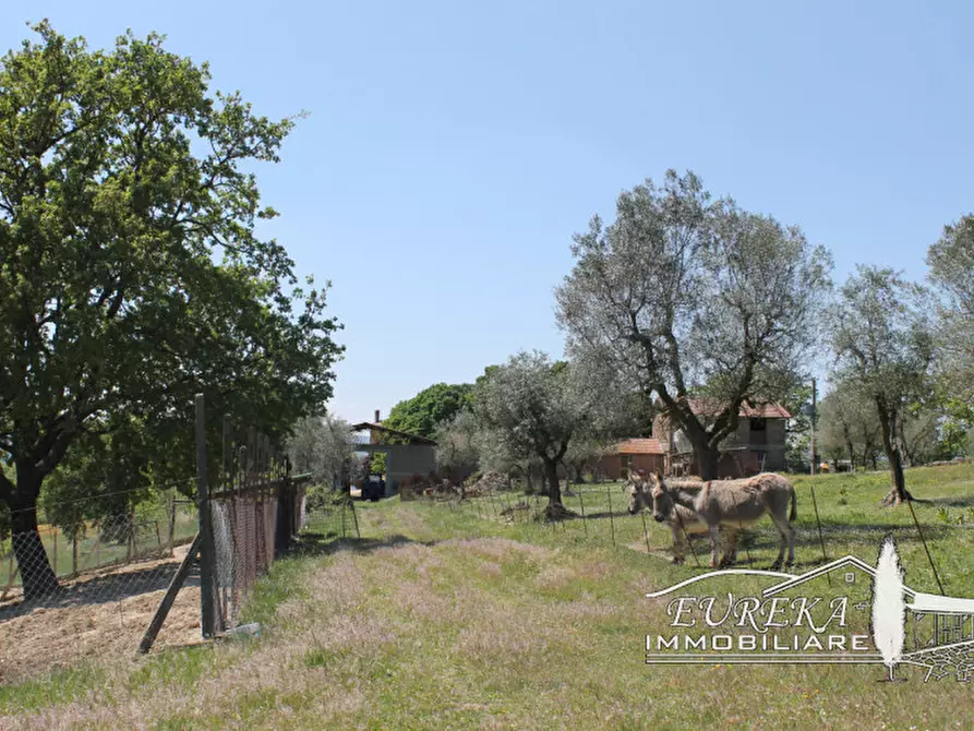 Immagine 58 di Agriturismo in vendita  in orvieto località capretta a Orvieto