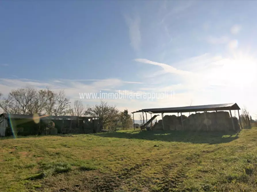 Immagine 4 di Rustico / casale in vendita  a Lucignano