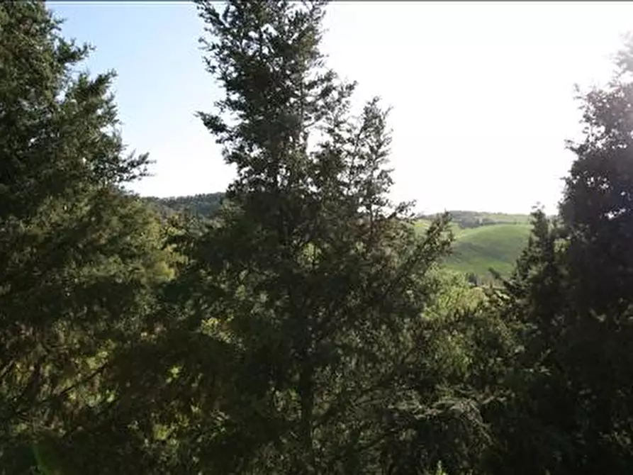 Immagine 4 di Attività commerciale in vendita  a Trequanda