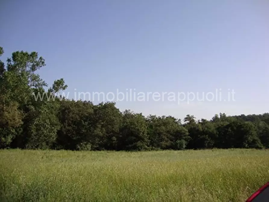 Immagine 3 di Rustico / casale in vendita  a Torrita Di Siena
