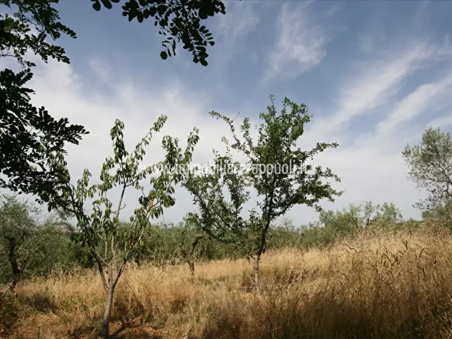 Immagine 11 di Casa indipendente in vendita  a Trequanda