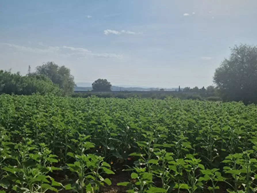 Immagine 14 di Rustico / casale in vendita  a Sinalunga