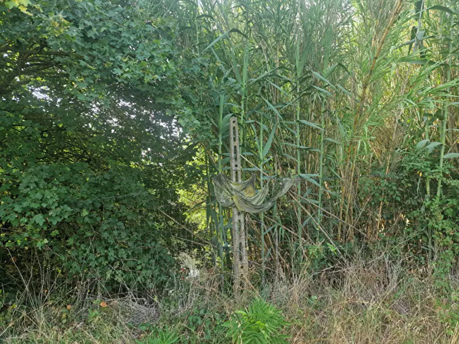 Immagine 23 di Rustico / casale in vendita  a Sinalunga