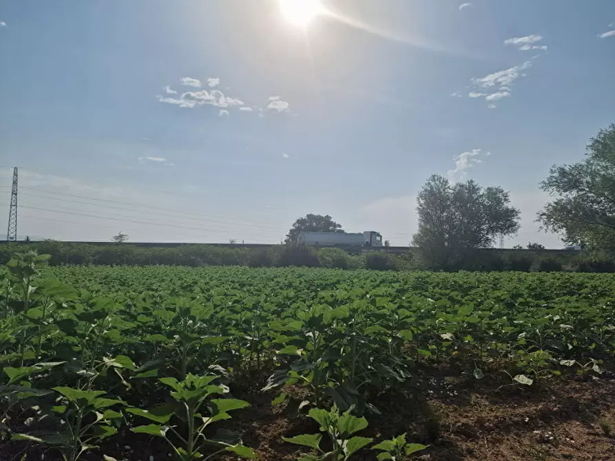 Immagine 24 di Rustico / casale in vendita  a Sinalunga