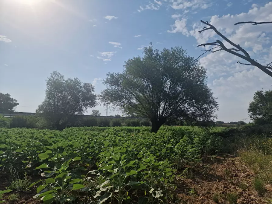 Immagine 25 di Rustico / casale in vendita  a Sinalunga