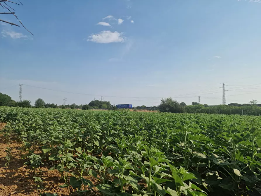 Immagine 26 di Rustico / casale in vendita  a Sinalunga