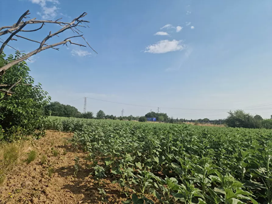 Immagine 27 di Rustico / casale in vendita  a Sinalunga