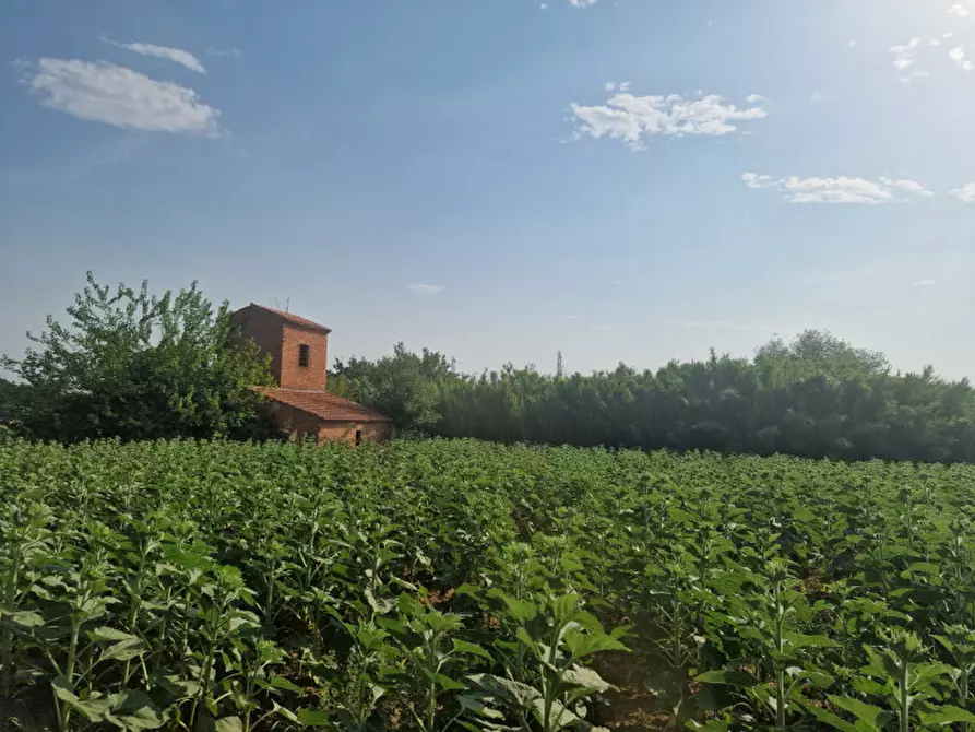 Immagine 29 di Rustico / casale in vendita  a Sinalunga