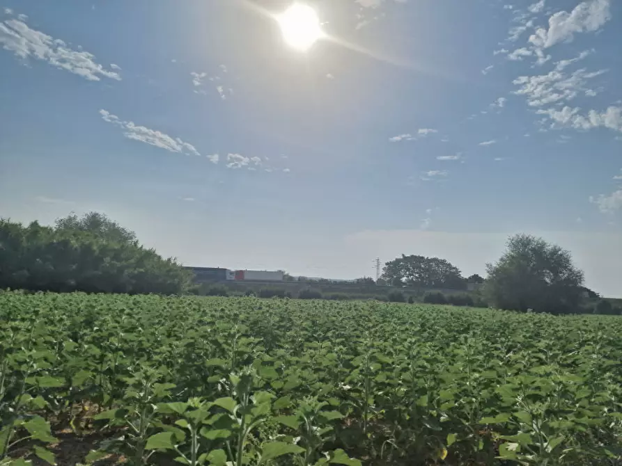 Immagine 30 di Rustico / casale in vendita  a Sinalunga