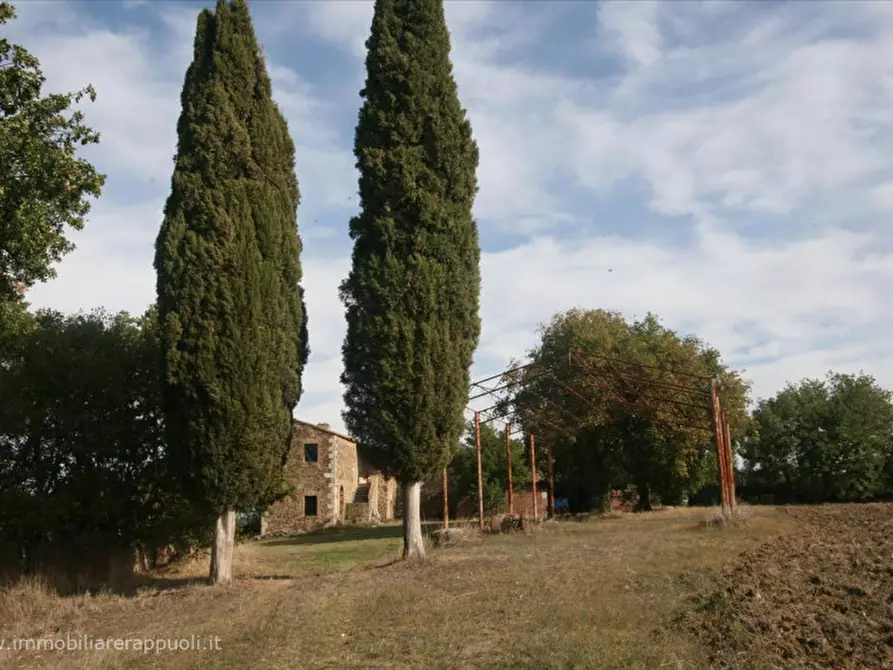 Immagine 5 di Attività commerciale in vendita  a Montalcino